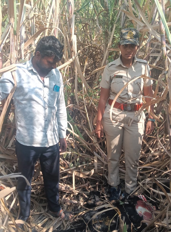 Leopard Resurgence in Daund: Attacks Kill Goat, Lamb, and Pet Dog in Hingniberdi