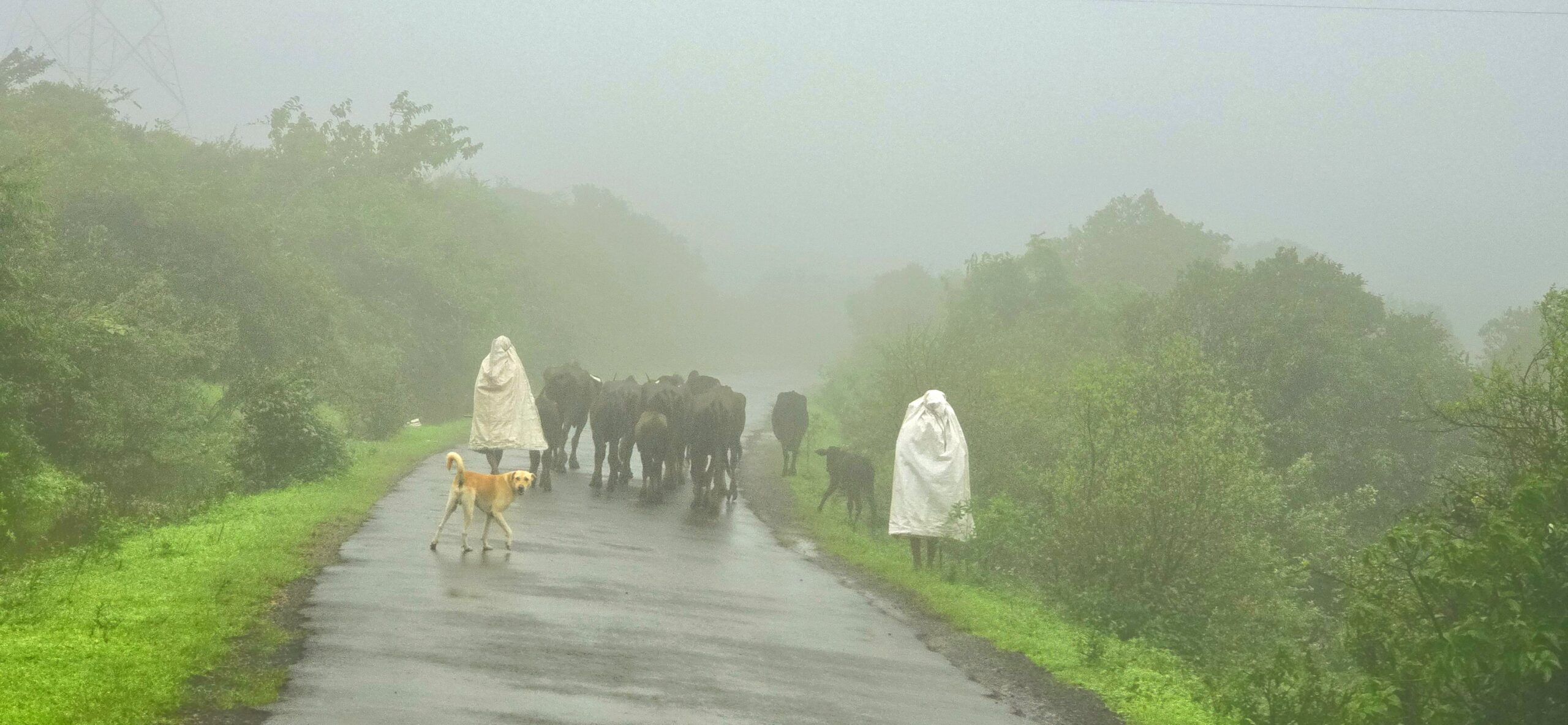 western ghat