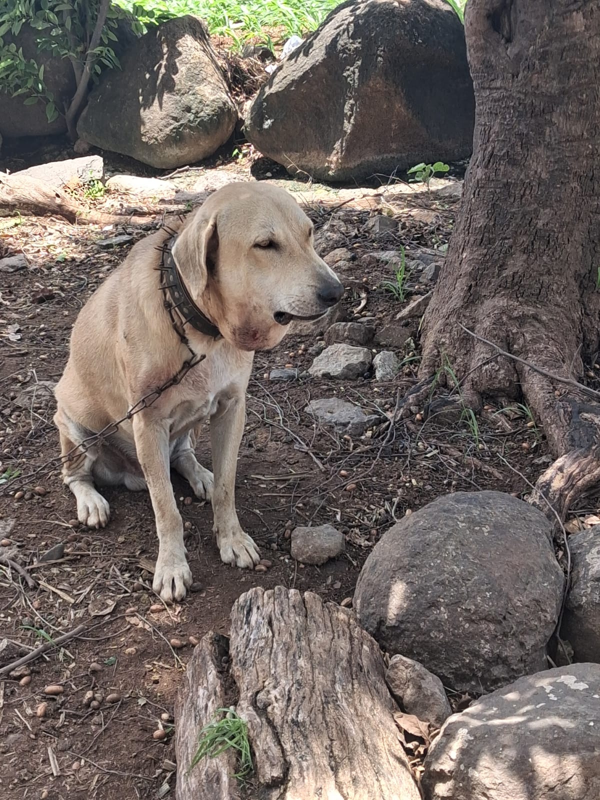 Spiked Collar Saves Dog from Leopard Attack in Khamgaon